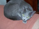 Koky:  > Rusk modr koka (Russian Blue Cat)