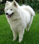 Samojed