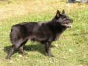 Ps plemena:  > iperka (Schipperke)