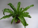 Pokojov rostliny: Kapradiny > Slezink (Asplenium scolopendrium)
