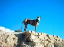 Ps plemena: Chrti > panlsk chrt (Spanish Greyhound, Galgo espanol)
