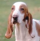 Ps plemena:  > panlsk sabueso (Spanish Hound)