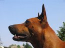 Fotky: Thajsk ridgeback (foto, obrazky)