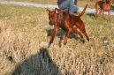 Fotky: Thajsk ridgeback (foto, obrazky)