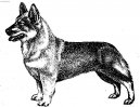 Ps plemena:  > vdsk valhaund (Swedish Vallhund)