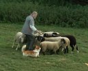 Welsh Corgi Pembroke