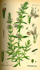 Pokojov rostliny:  > Yzop Lkask (Hyssopus officinalis)