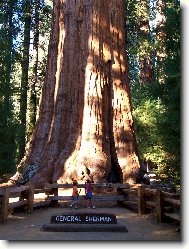 GENERAL SHERMAN SEQUOIA - Kalifornie