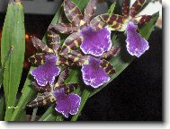 Zygopetalum