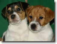 Jack Russell Terir