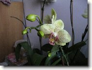 phalaenopsis