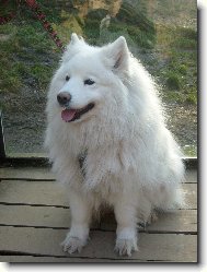 Samojed