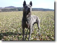 www.thailandridgeback.cz