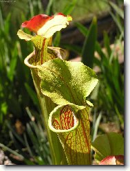 sarracenia alata