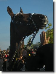 Velk Pardubick 06