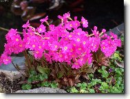 Primula