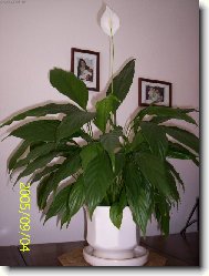 Spathiphyllum