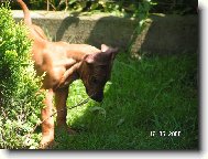 Rhodsk ridgeback