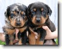 Beauceron