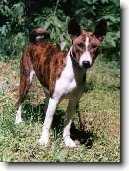 Basenji