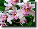 Cymbidium