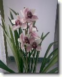 Cymbidium