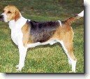 Anglick foxhound