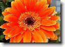 Gerbera