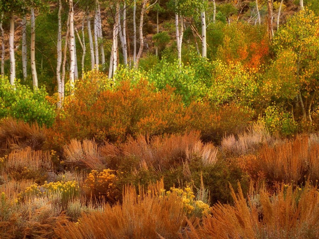 Foto: Desert Meets Forest, Eastern Sierra, California