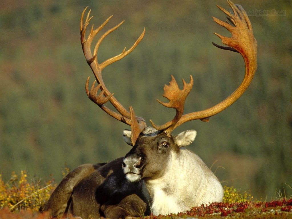 Foto: Male Caribou, Alaska