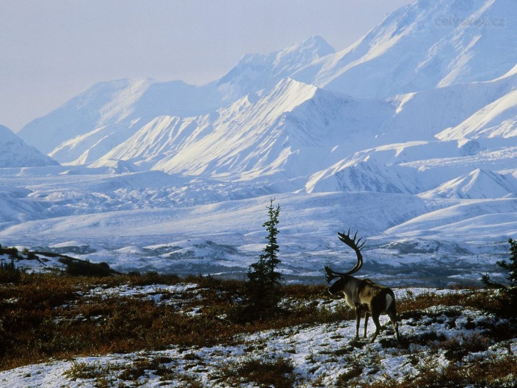 Foto: Caribou Bull, Denali National Park, Alaska