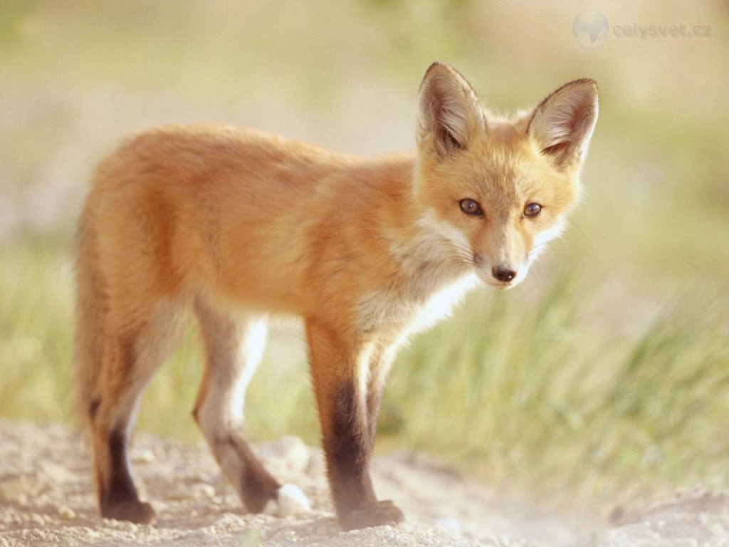 Foto: Red Fox Kit, Indiana