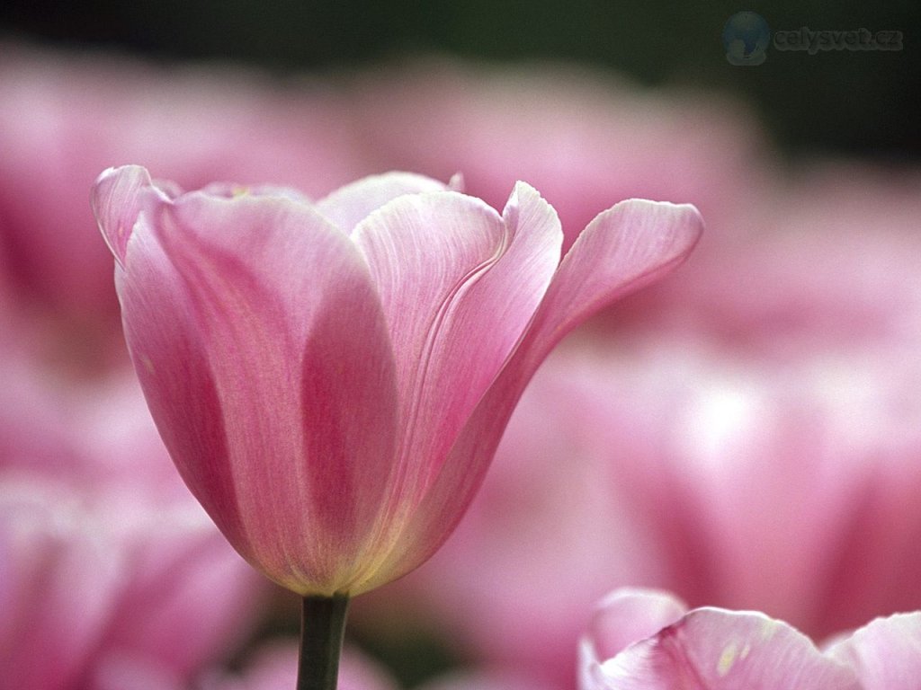 Foto: Transparence, Bois De Vincennes Flower Park, Paris, France