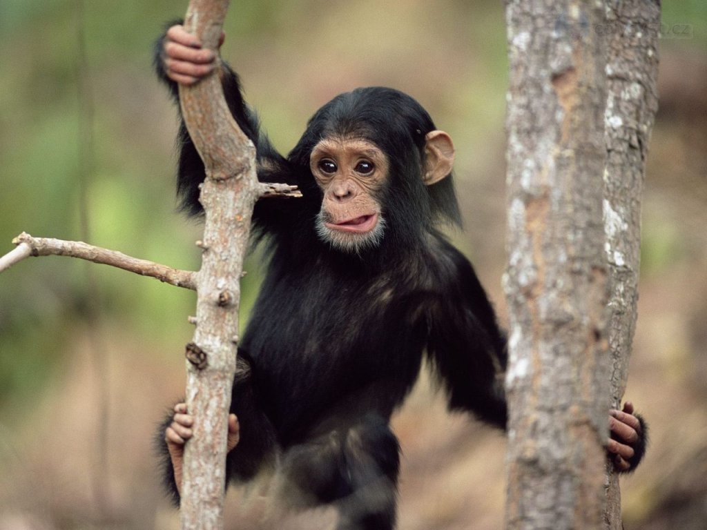 Foto: Young Chimpanzee Climbing, Gombe National Park, Tanzania