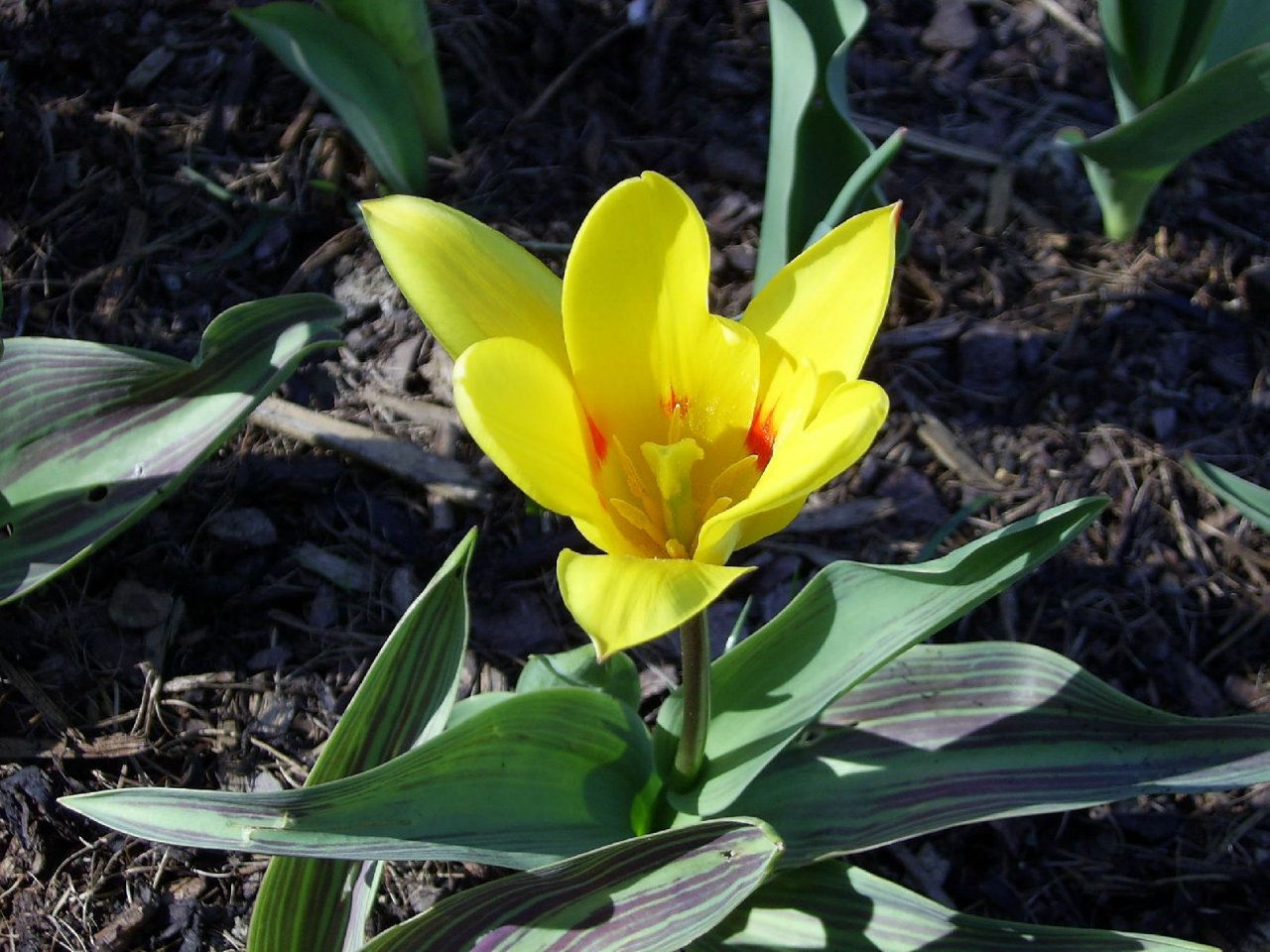 Foto: Jarn tulipn