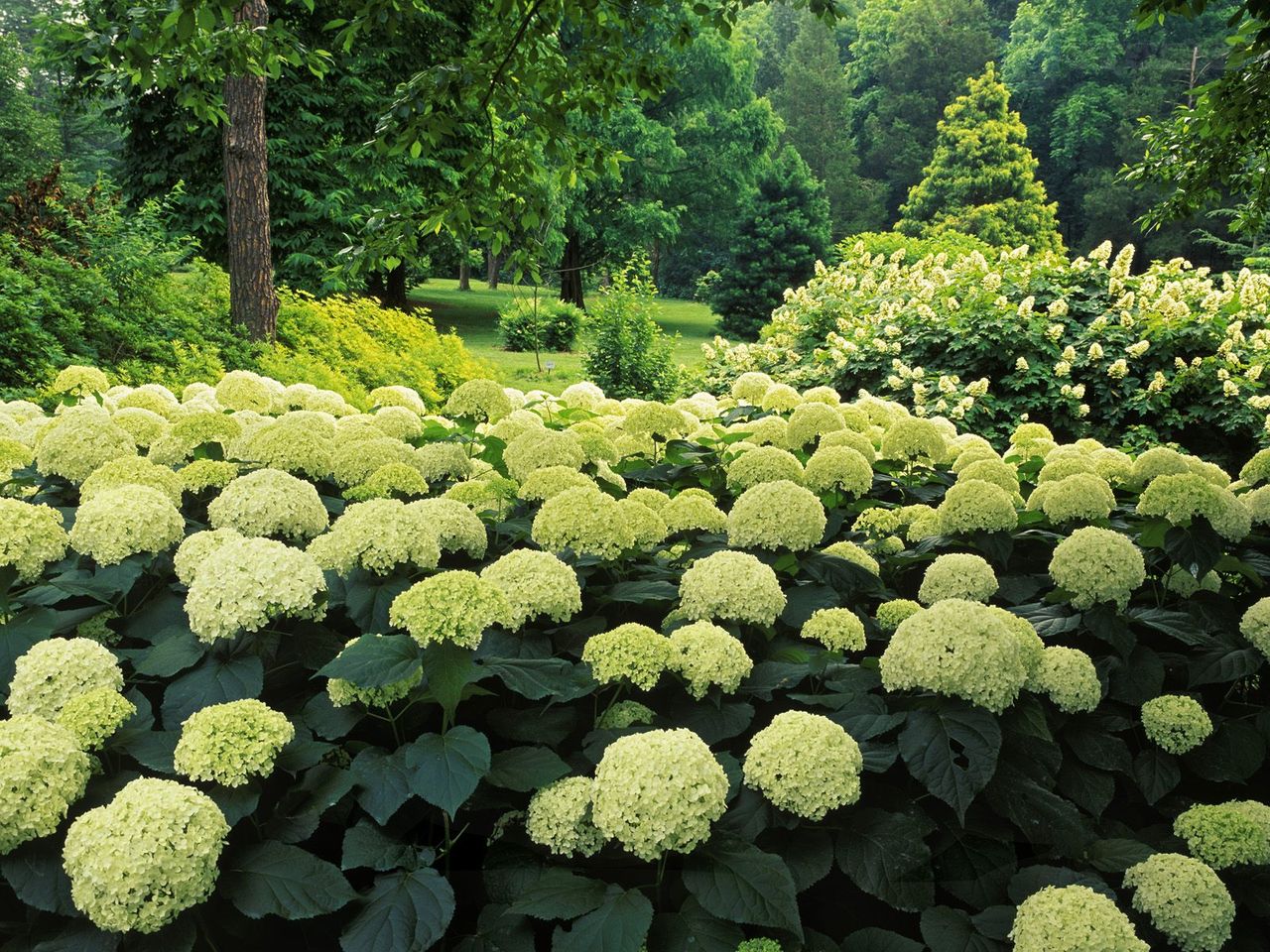 Foto: Hydrangea Garden, Clermont, Kentucky