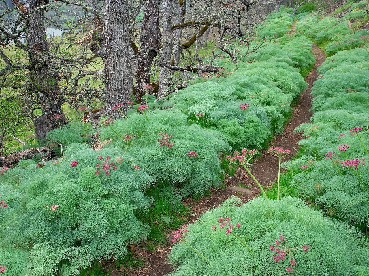 Foto: Trail Through Lomatium, Tom Mccall Nature Conservancy, Oregon