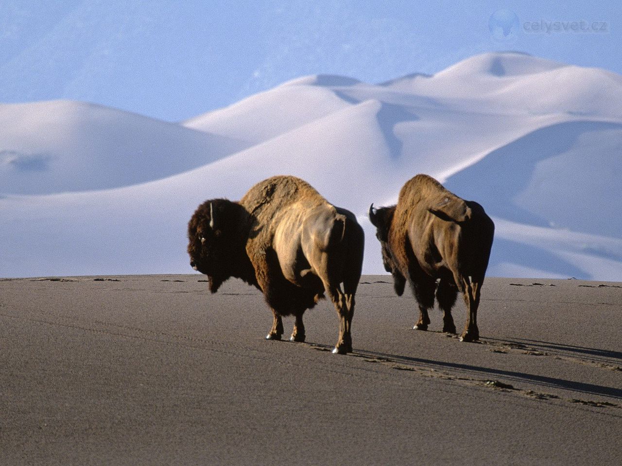 Foto: Bison, Medano Zapata Ranch, The Nature Conservatory Preserve, Colorado