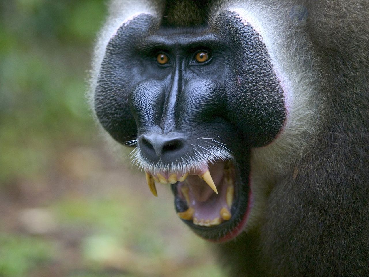 Foto: A Threatening Alpha Male, Pandrillus Drill Sanctuary, Nigeria, Africa