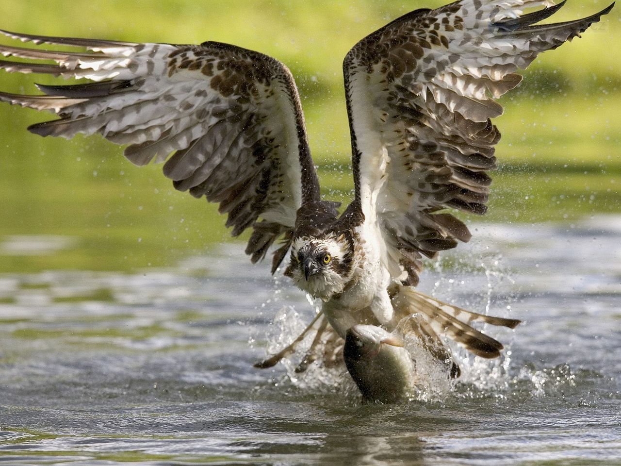 Foto: Osprey, Finland