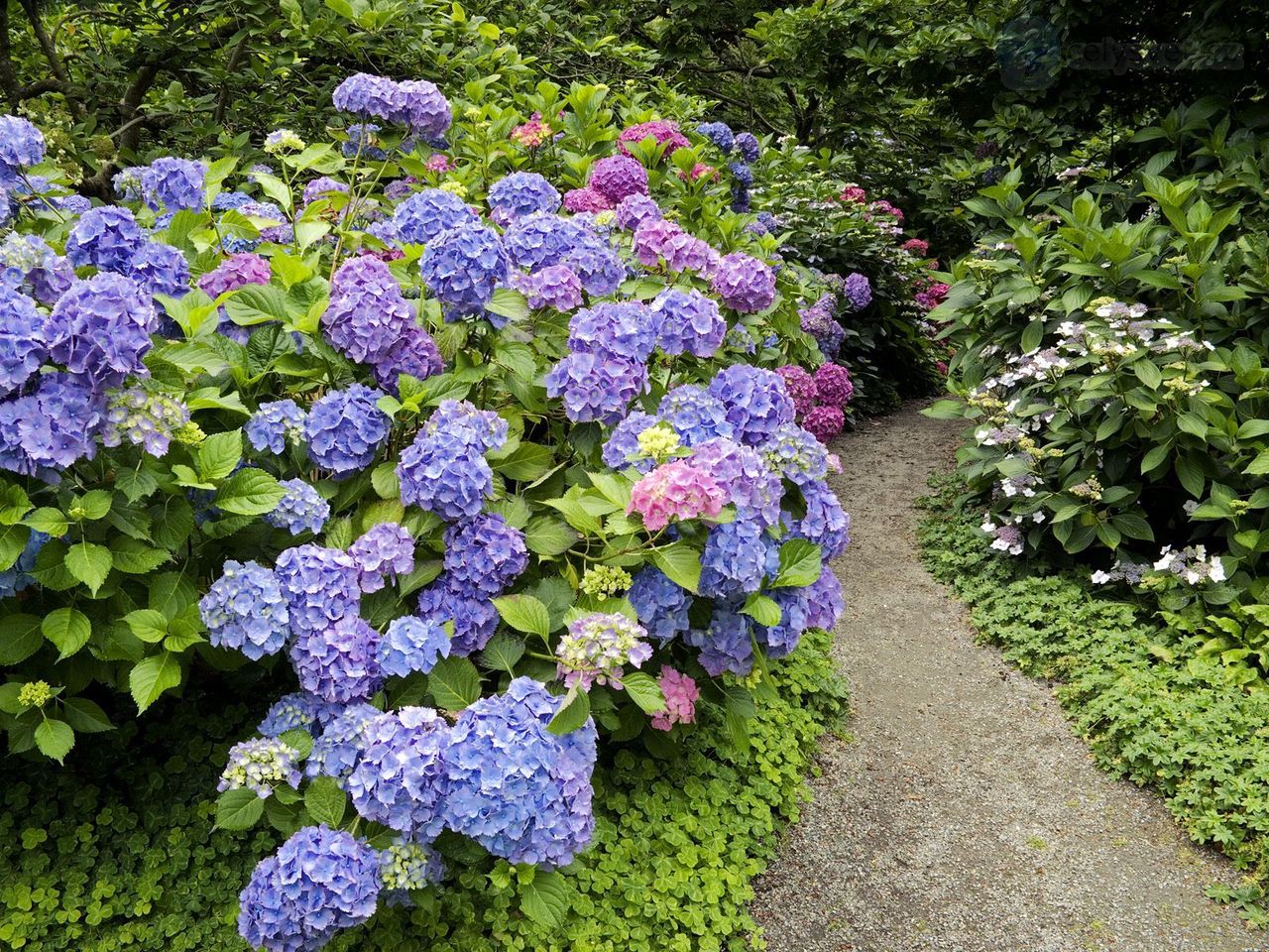 Foto: Strafford Hydrangea, Vancouver, British Columbia, Canada