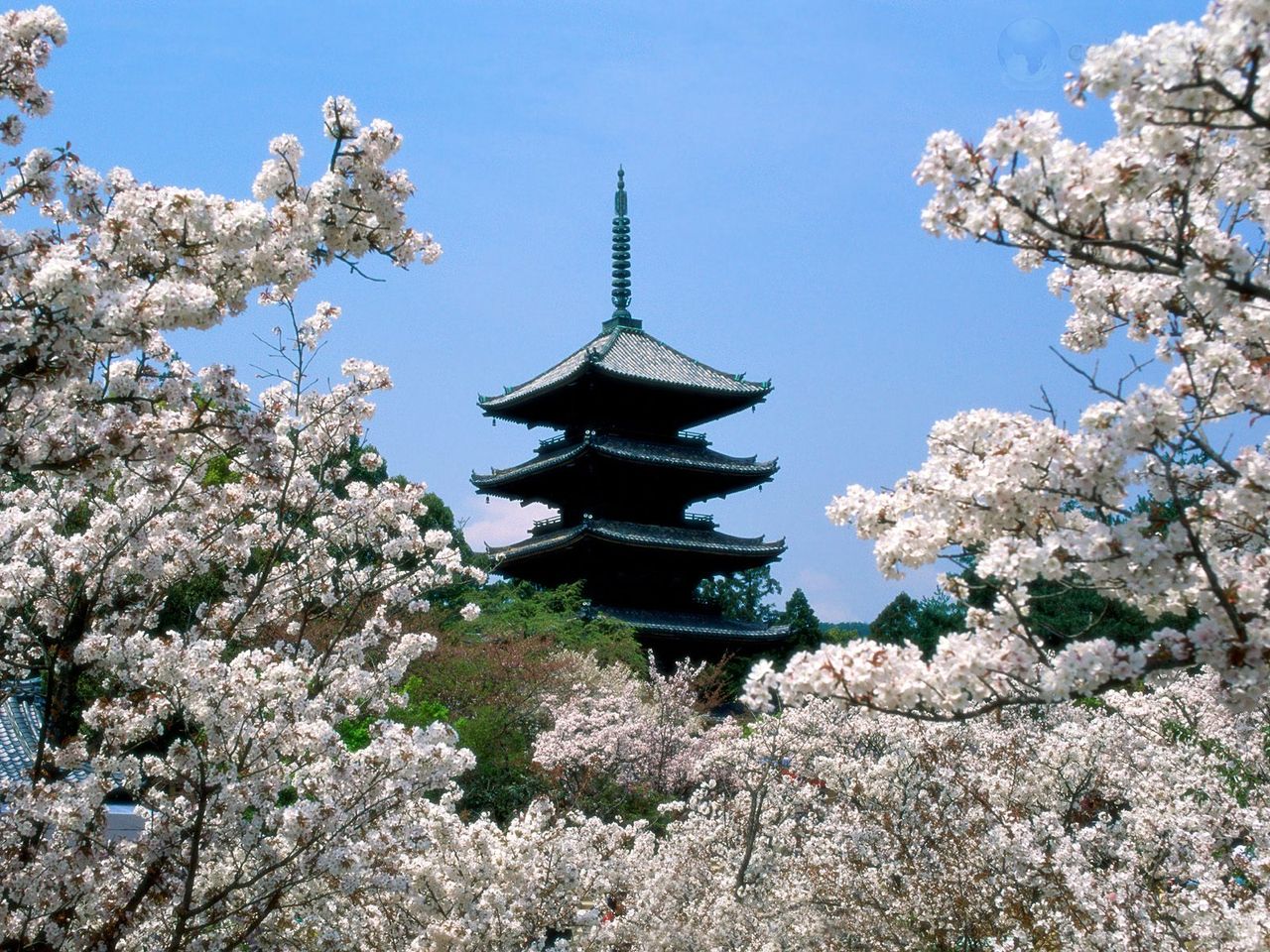 Foto: Cherry Blossoms, Ninna Ji Temple Grounds, Kyoto, Japan