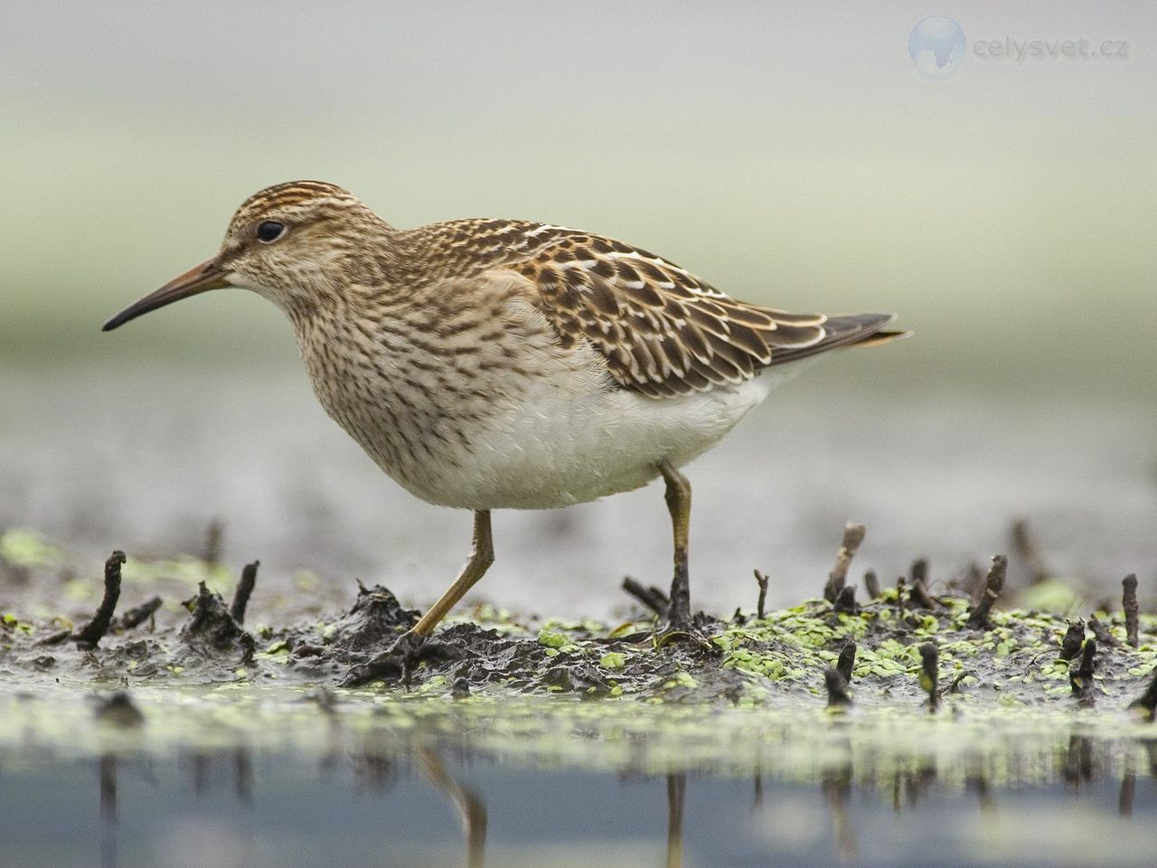 Foto: Pectoral Sandpiper Foraging, Annapolis Valley, Nova Scotia, Canada