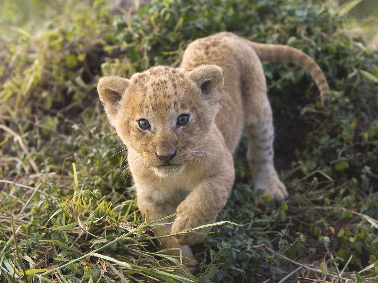 Foto: African Lion Cub, Masai Mara, Kenya