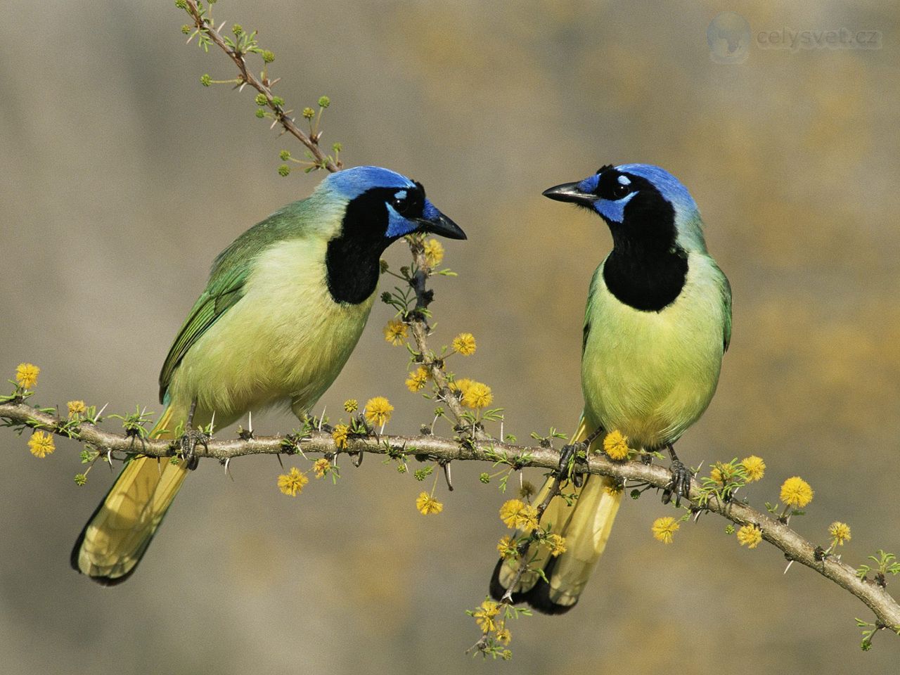 Foto: Green Jays, Texas