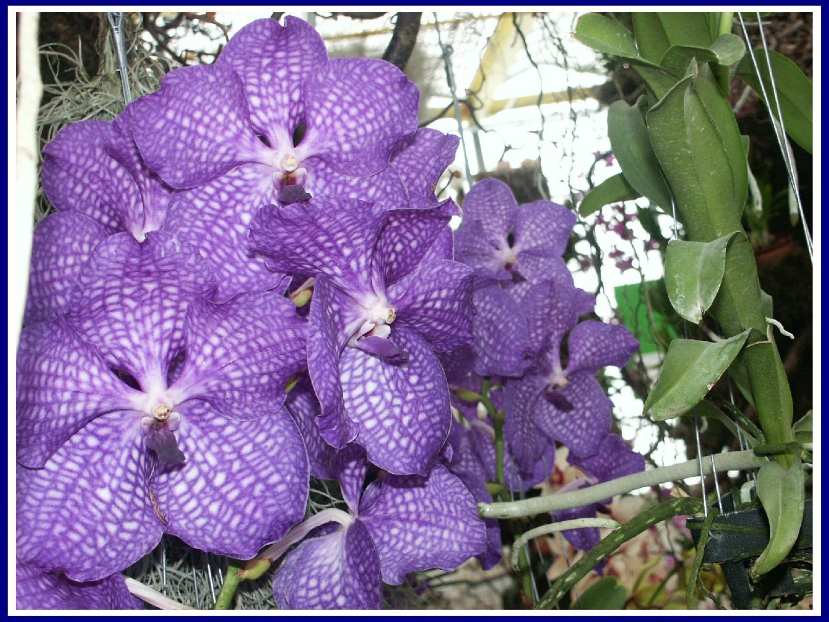 Foto: Krsa orchideje.