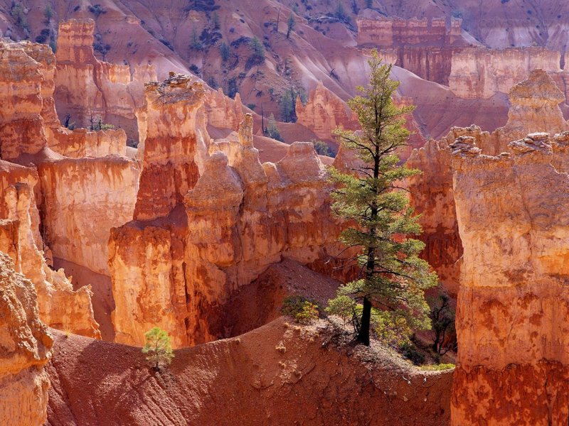 Foto: Lone Tree, Bryce Canyon, Utah