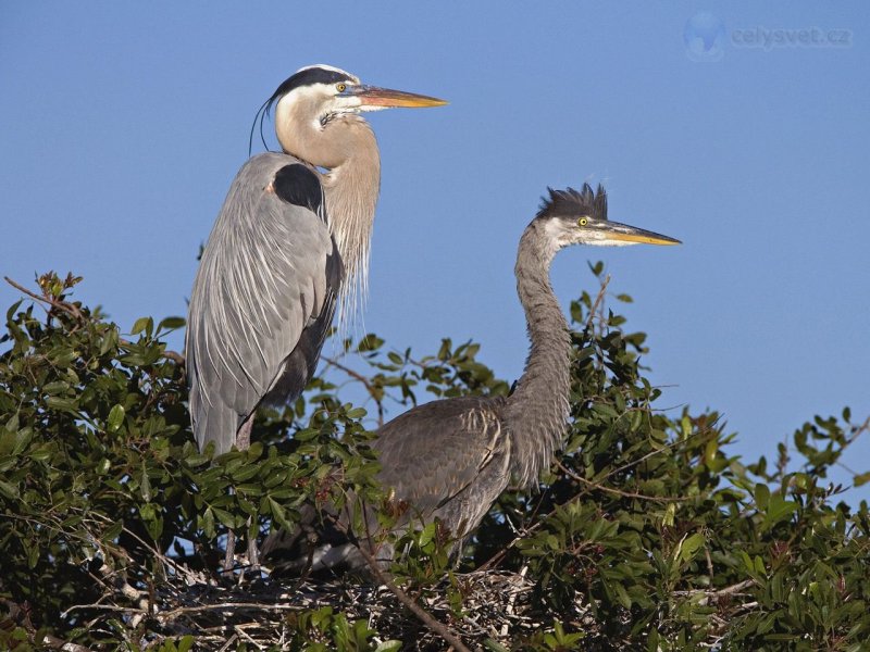 Foto: Great Blue Herons At Nest, Venice Rookery, Venice, Florida