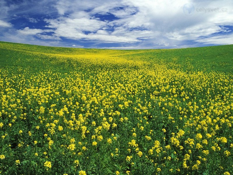 Foto: Field Of Mustard, Palouse Region, Washington