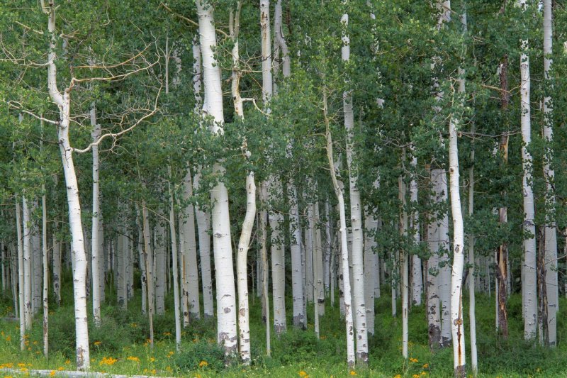 Foto: Aspen Grove, Miller Mesa, Colorado